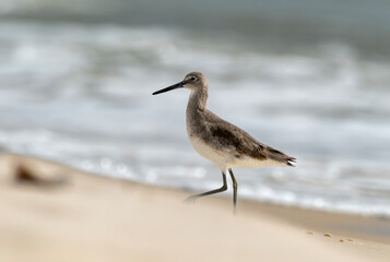 Beach Bird Walking Along the Surf