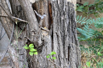 Texture of tree bark. Wood of hot subtropical climate of Israel