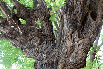Texture of tree bark. Wood of hot subtropical climate of Israel