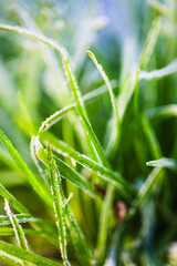 Image of ice on grass in the morning.