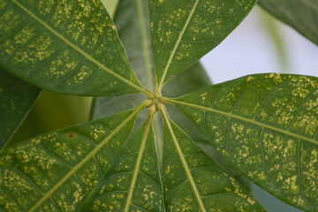 正面から見る葉っぱの葉脈