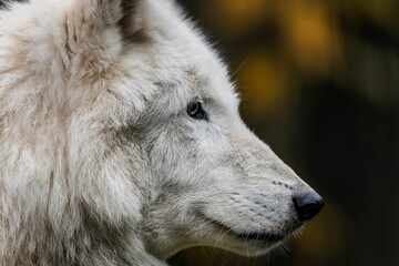 Fototapeta premium A white wolf close-up