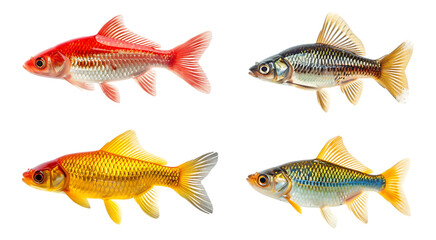 Colorful tropical fish illustrations featuring vibrant species with intricate details, perfect for aquatic-themed designs and decor Transparent PNG.