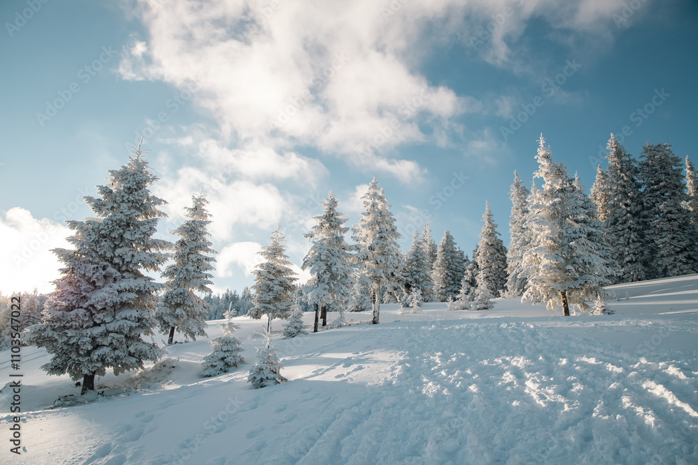 Wall mural amazing winter landscape with snowy fir trees