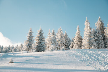 amazing winter landscape with snowy fir trees