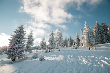 Fototapeta premium amazing winter landscape with snowy fir trees