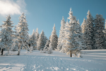 amazing winter landscape with snowy fir trees