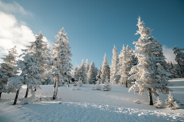 amazing winter landscape with snowy fir trees