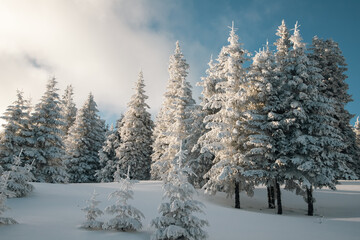 amazing winter landscape with snowy fir trees