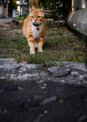 a red  tabby cat, is a domestic cat with unique shape like M marking in their face and body. In indonesia famously called 