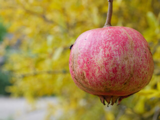 Ripe Pomegranate Hanging on a Tree in Autumn