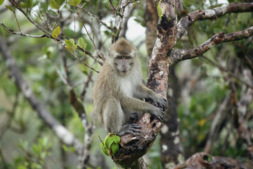Makaken Affe klettert im Baum 