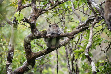 Makaken Affe klettert im Baum 
