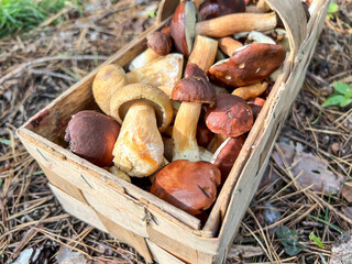 Mushrooms collected in a basket in the forest in close-up