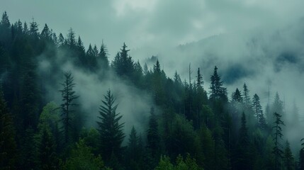 Misty Mountain Forest Trees Enveloped In Fog
