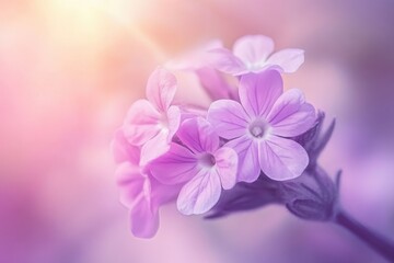 Verbena Flower Beautiful Blurred Background in Garden. Bright Colours Celebration Card