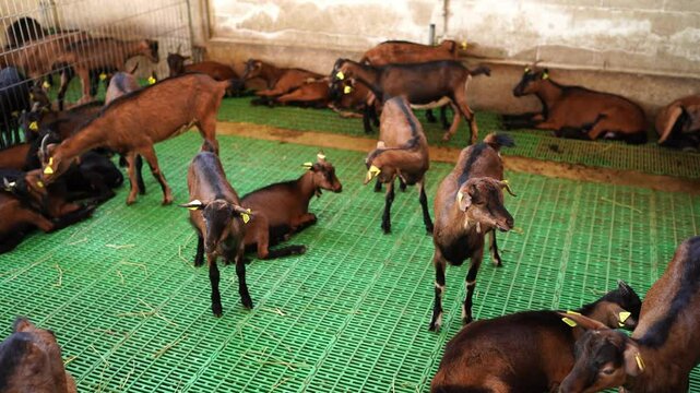 Herd of brown goatlings stands and lies on a green slatted floor in a paddock at a farm. High quality 4k footage