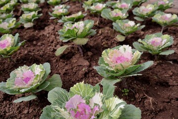Brassica oleracea a bunch of colorful decorative cabbage or Kale growing in the garden 