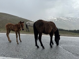 Wildpferde in Andalusien