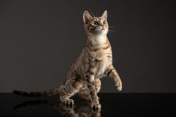 Obraz premium Studio photoshoot of a cute little kitten