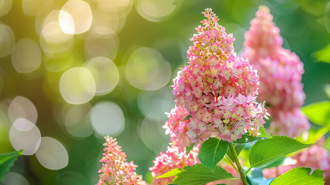 Pink hydrangea in sunlight with a modern cone-shaped flower head, Hydrangea paniculata.