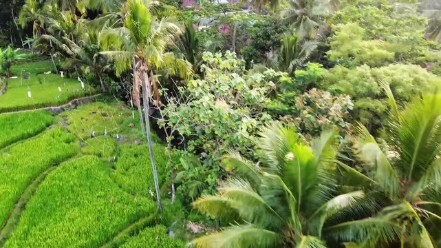 aerial panorama of agrarian rice fields landscape in the village of Central Java, like a terraced rice fields ubud Bali ASIA Indonesia	