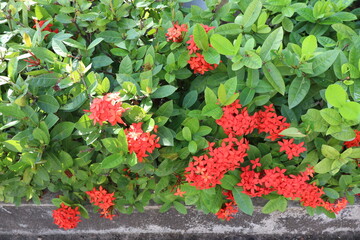 Fototapeta premium Red clustered flowers with vibrant green leaves in a garden setting.