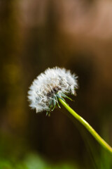 Dandelion seedhead against a blurred background.