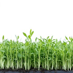 Obraz premium Greenhouse Crops isolated on a white background, close up