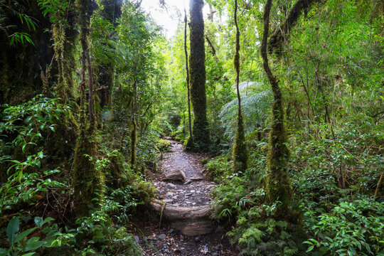 Forest in South Chile
