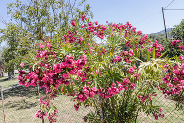A colorful garden with pink oleander flowers, a tree, green leaves, blue-roofed building, and clear sky.