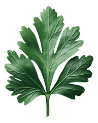 Naklejka premium PNG Single green parsley leaf with detailed veins