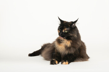 Portraät einer weiblichen Maine Coon Katze