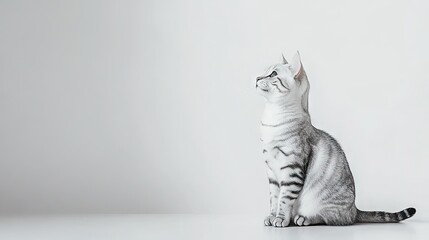 Serene Silver American Shorthair Cat in Calm Setting