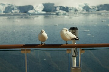 Beautiful bird photography with breath taking view