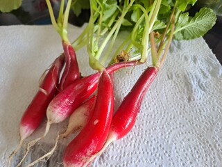 Radishes