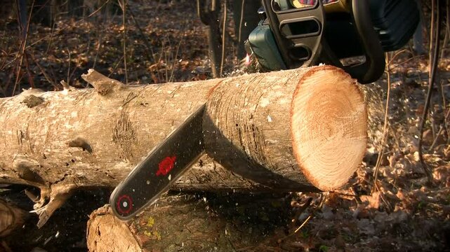 Chainsaw cutting a tree trunk into logs in a forest, with freshly cut wood and fallen leaves on the ground, highlighting outdoor work and natural textures.