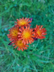 Fox-and-cubs