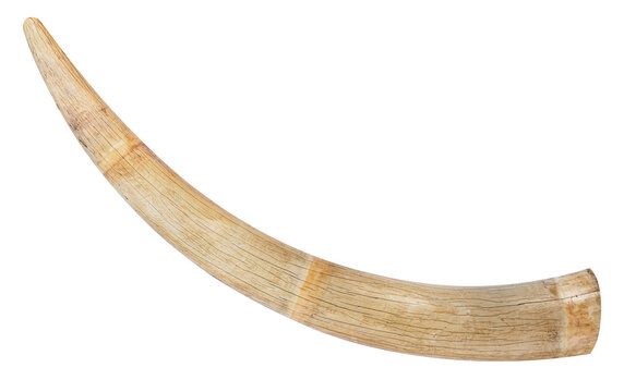 Old tusk elephant