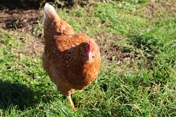 poulet marron en gros plan