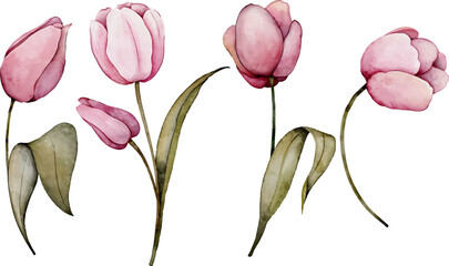 Pink tulip flowers watercolor collection. Set of spring and summer flowers painting isolated on white background. Vector illustration