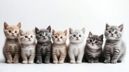 Adorable British Shorthair Kittens in a Row