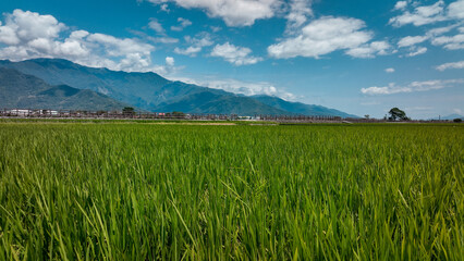 Lush green rice field under a bright sky in Taiwan with mountains in the background