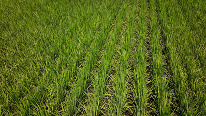 Lush green rice field in Taiwan during the growing season showcasing vibrant crops and rows