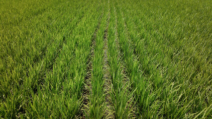 Lush green rice fields in Taiwan during the growing season