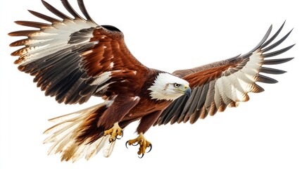 Obraz premium A majestic eagle in flight, showcasing its powerful wings and sharp features.