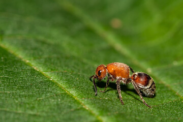 Velvet Ant - Timulla vagans