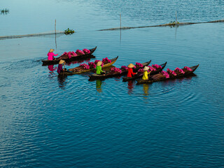  Harvesting water lilies in the floating season on Moc Hoa field, Long An.