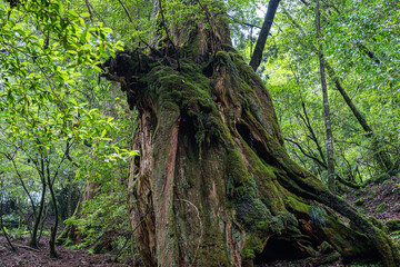 屋久島　白谷雲水峡