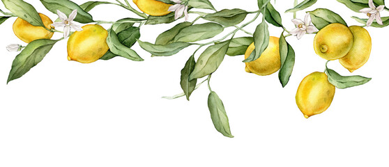 Seamless horizontal border or banner tropical lemon and white flower. Hand drawn watercolor illustration on white isolated background. Citrus pattern for frame or banner. Fruit with green leaves